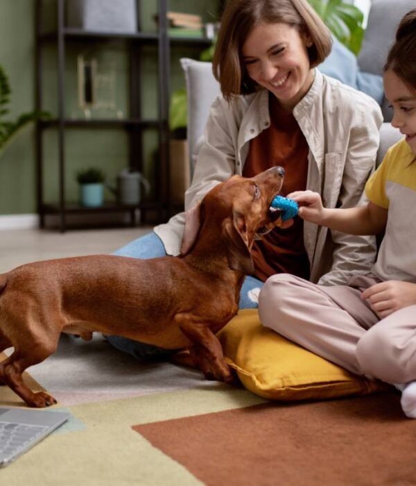 close-up-beautiful-dachshund-spending-time-with-family-min