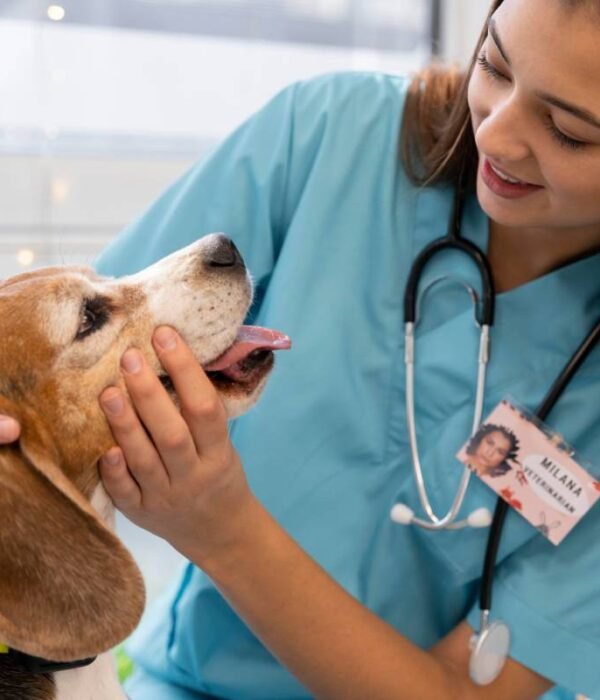 close-up-veterinarian-checking-dog-min