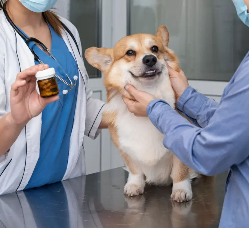 veterinarian-taking-care-pet-dog